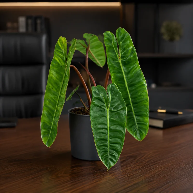 philodendron-billietiae-office-800