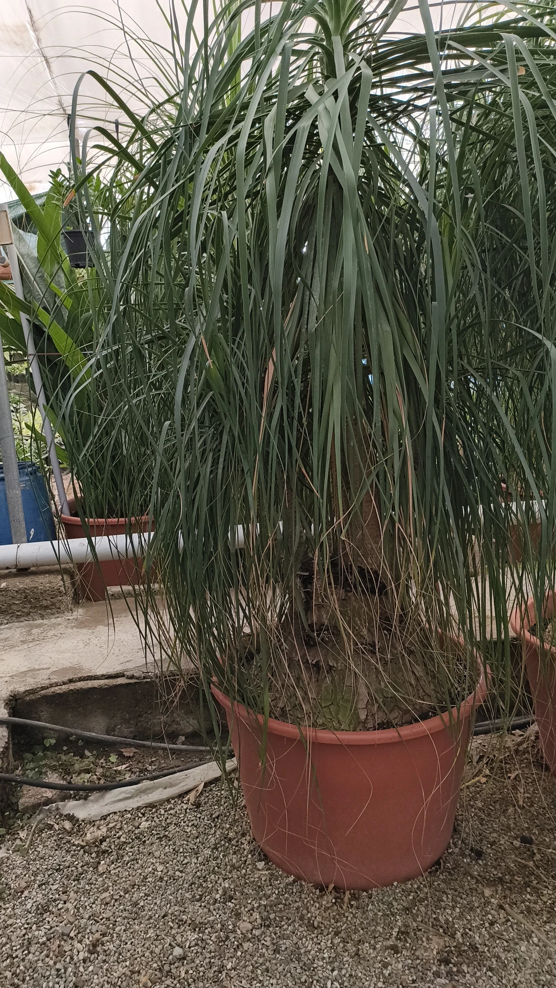 ponytail-palm