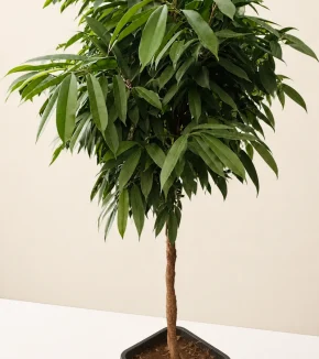 ficus-amstel-king-800.webp