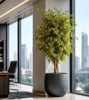 ficus-benjamina-golden-800