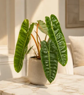 philodendron-billietiae-home-800