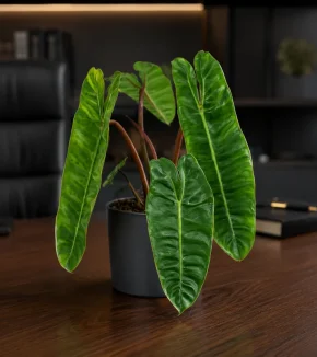 philodendron-billietiae-office-800