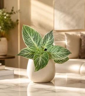 philodendron-birkin-home-800